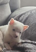 Super mooie pomchi pup te koop!, Dieren en Toebehoren, België, Particulier, Rabiës (hondsdolheid), 8 tot 15 weken