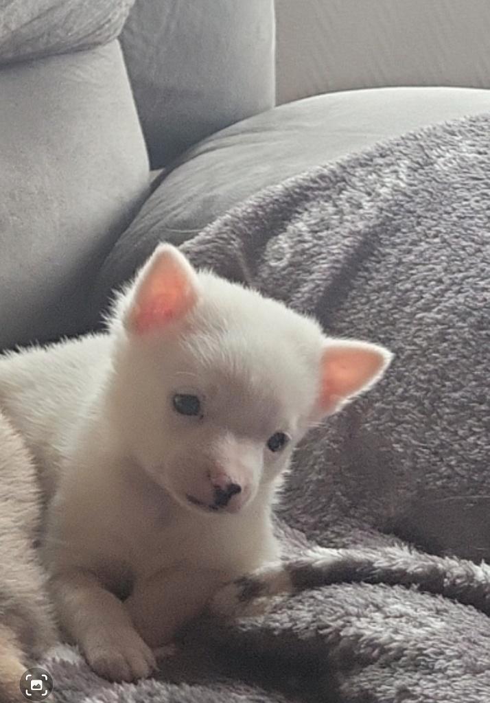 Super mooie pomchi pup te koop!, Dieren en Toebehoren, Honden | Chihuahua's en Gezelschapshonden, Reu, Overige rassen, Particulier