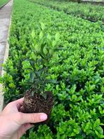 Goedkoopste haag planten taxus ilex laurier beuken liguster, Tuin en Terras, Planten | Struiken en Hagen, Ophalen, Beukenhaag