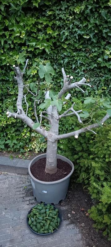 Vijgenboom (100cm, staat net in pot) beschikbaar voor biedingen