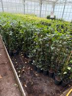 Nieuwe aanbieding hedere hoog 100cm flinke partij, Ophalen, Vaste plant, Bloeit niet, Halfschaduw