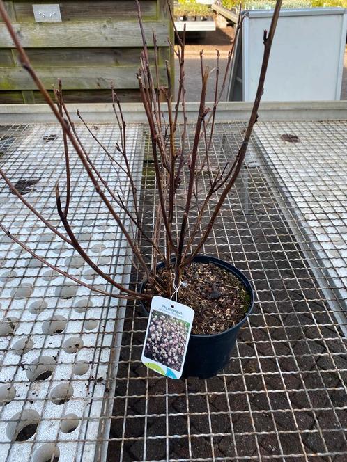 Physocarpus ‘red baron’, Tuin en Terras, Planten | Tuinplanten, Overige soorten, Volle zon, Zomer, Ophalen