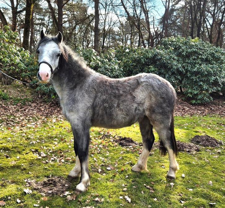 Super vrolijke Welsh & Falabella merrie, Dieren en Toebehoren, Pony's, Merrie, A pony (tot 1.17m), 0 tot 2 jaar, Met stamboom