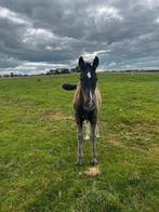Groninger hengstveulen, Dieren en Toebehoren, Paarden, Gechipt, Minder dan 160 cm, Niet van toepassing, 0 tot 2 jaar