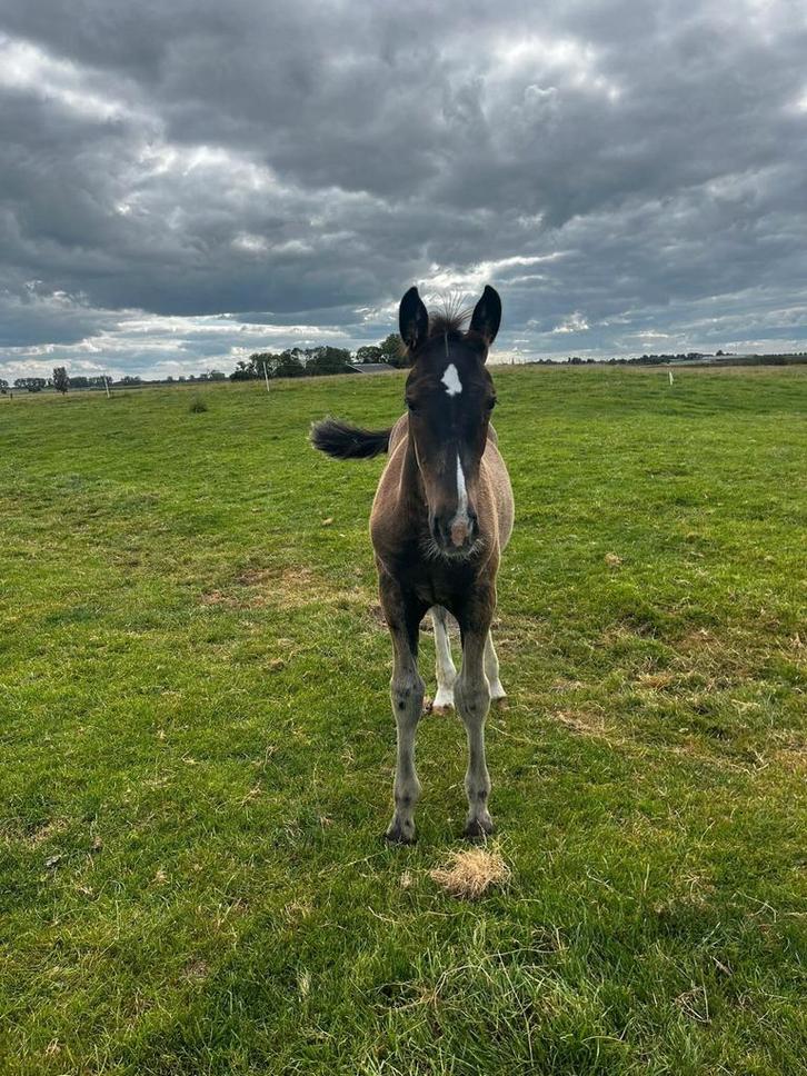 Groninger hengstveulen, Dieren en Toebehoren, Paarden, Hengst, Niet van toepassing, Minder dan 160 cm, 0 tot 2 jaar, Gechipt, Ontwormd