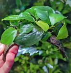 Anubias op cocosnoot armband, Amfibie