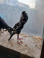 Sierduiven brunner kroppers, Dieren en Toebehoren, Vogels | Duiven, Meerdere dieren, Overige soorten