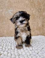 Prachtige boomer x dwerg poedel pups, Dieren en Toebehoren, Honden | Chihuahua's en Gezelschapshonden, Nederland, Overige rassen