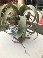 Mooie kunstplant met oude pot, Ophalen of Verzenden, Zo goed als nieuw