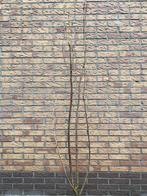 Zuil sierkers. Prunus amanogawa. Rose. In pot. Ca 150cm, Ophalen, Overige soorten, Halfschaduw