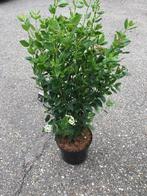 Viburnum Tinus (nu met bloemknop) in diverse maten, Tuin en Terras, Planten | Tuinplanten, Ophalen, Overige soorten, Halfschaduw