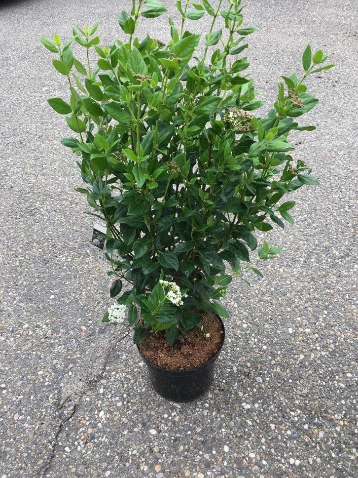 Viburnum Tinus (nu met bloemknop) in diverse maten, Tuin en Terras, Planten | Tuinplanten, Overige soorten, Halfschaduw, Ophalen