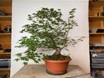 Acer palmatum dubbelstam bonsai project, Tuin en Terras, Ophalen, Bloeit niet, Halfschaduw, Overige soorten