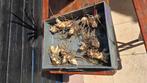 Canna Wolfsong, Tuin en Terras, Ophalen, Volle zon, Knol