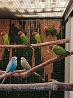 Pruimkopparkiet man. Diverse leeftijden., Dieren en Toebehoren, Mannelijk, Parkiet, Geringd