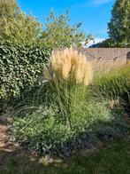 Pampasgras (4 planten), Ophalen, Volle zon, Vaste plant, Siergrassen