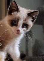 Ragdoll poesje te koop., Poes