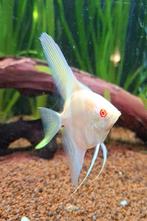 Albino maanvis(sen) ong 8 cm, Dieren en Toebehoren, Vis, Zoetwatervis, Schoolvis
