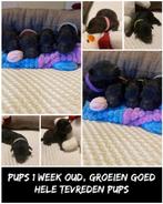 Toy/dwergpoedel, Dieren en Toebehoren, Honden | Chihuahua's en Gezelschapshonden, Poedel, CDV (hondenziekte), 8 tot 15 weken, Meerdere