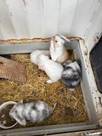 NHD dwerg hangoor konijntjes, Dieren en Toebehoren, Konijnen