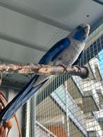 Mooie blauwe pennant rosella te koop, Dieren en Toebehoren, Vogels | Parkieten en Papegaaien, Mannelijk, Parkiet, Tam