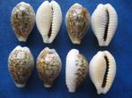 Schelpen: Cypraea dayritiana dani Beals gem 15-20mm, Verzamelen, Mineralen en Fossielen, Verzenden, Schelp(en)