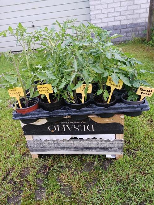 diverse tomaten, groenten planten en kruiden, Tuin en Terras, Planten | Tuinplanten, Eenjarig, Groenteplanten, Volle zon, Zomer