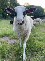 Schoonebeeker ram te koop, Mannelijk, Schaap