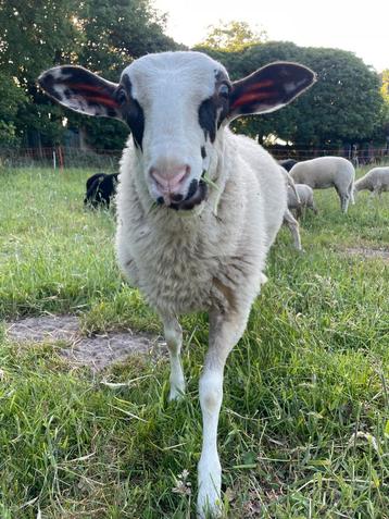 Schoonebeker ram te koop beschikbaar voor biedingen