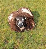 Schapenwol te koop, Dieren en Toebehoren, Schapen, Geiten en Varkens, Vrouwelijk, Geit