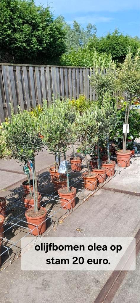 Olijf bomen olea op stam., Tuin en Terras, Planten | Bomen, Olijfboom, 100 tot 250 cm, Volle zon, Zomer, Ophalen