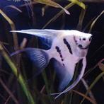 Pterophyllum scalare, Vis