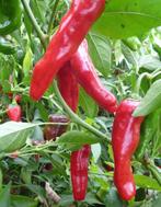 Rode pepers Greek Pepperoni, Ophalen of Verzenden, Voorjaar, Zaad