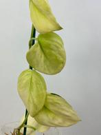 Scindapsus Treubii Mint Variegata, Ophalen of Verzenden, Halfschaduw, Minder dan 100 cm