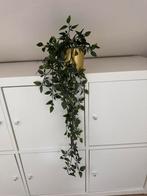 Nep plant in gouden pot, Overige soorten, In pot, Minder dan 100 cm, Groene kamerplant