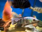 Fossochromis rostratus, Dieren en Toebehoren, Vissen | Aquariumvissen, Vis, Zoetwatervis