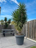 2 Yucca's incl. pot, 3 meter hoog!, Overige soorten, Volle zon, Vaste plant, Ophalen of Verzenden