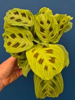 Maranta Light Veins p12, Huis en Inrichting, Kamerplanten, Ophalen of Verzenden, Halfschaduw, Minder dan 100 cm