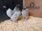 Jonge tamme Wyandotte kriel grijs blauw gesekst en ingeënt, Dieren en Toebehoren, Pluimvee, Vrouwelijk, Kip