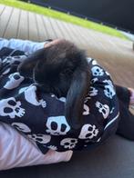 Hangoordwergkonijn voedster, Dieren en Toebehoren, Konijnen, Vrouwelijk, Dwerg, Hangoor, 0 tot 2 jaar