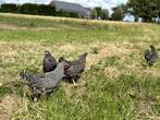 Jonge tamme Amrock kippen groot ras gesekst en ingeënt, Dieren en Toebehoren, Pluimvee, Vrouwelijk, Kip