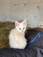 2 witte kittens (poes en kater), Dieren en Toebehoren, Meerdere dieren, 0 tot 2 jaar