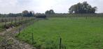 Wei met stal te huur Boxtel, Dieren en Toebehoren, Stalling en Weidegang