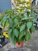 Brugmansia. Rose., Ophalen, Volle zon