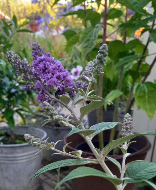 mini vlinderstruik, Tuin en Terras, Planten | Struiken en Hagen, Vlinderstruik, Minder dan 100 cm, Ophalen