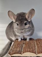 Chinchilla Steffie zoekt een huisje!, Vrouwelijk, Chinchilla, Voor 1 juli 2024