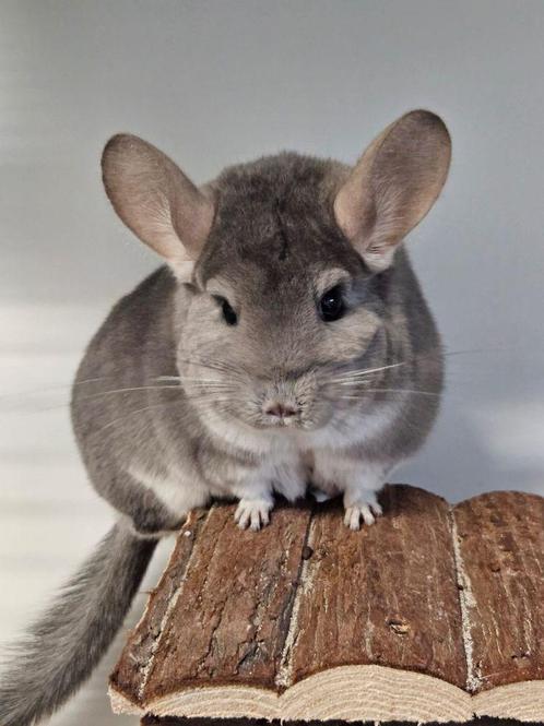 Chinchilla Steffie zoekt een huisje!, Dieren en Toebehoren, Knaagdieren, Vrouwelijk, Chinchilla, Voor 1 juli 2024