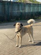 Kangal Turkse herder reu 9 jaar, Dieren en Toebehoren, 6 jaar of ouder, Particulier, Reu, Buitenland