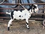 Jonge zwartbonte hoornloze melkgeitenbok, Dieren en Toebehoren, Schapen, Geiten en Varkens, Mannelijk, Geit