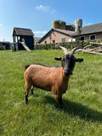 Dwerggeit vrouwtje 4 jaar, Dieren en Toebehoren, Schapen, Geiten en Varkens, Vrouwelijk, Geit